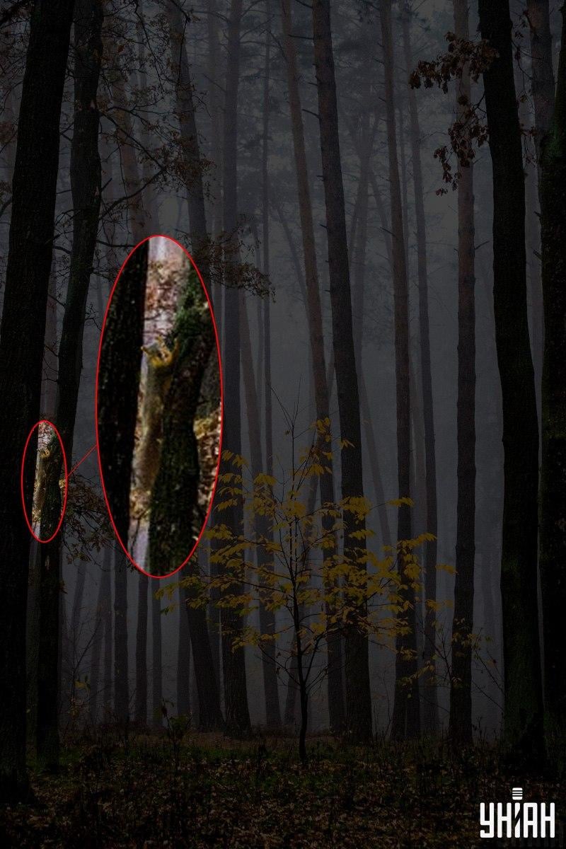 Slechts 2% van de mensen kan in 12 seconden een eekhoorn in het bos vinden: een verbazingwekkende optische illusie