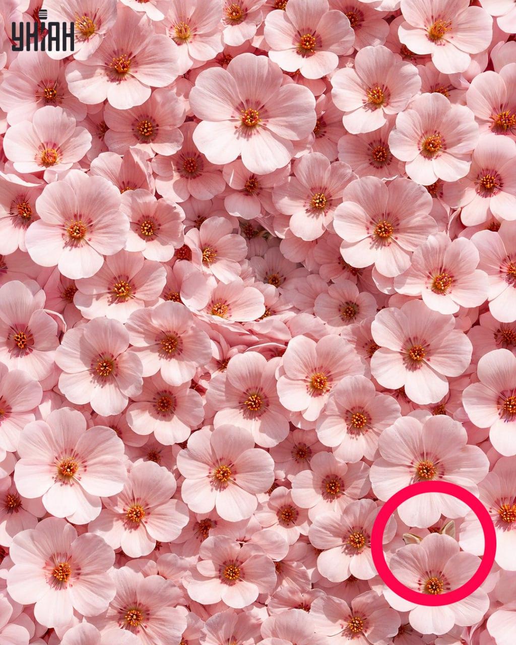 Slechts 1% van de mensen kan een konijn vinden in 11 seconden: een verrassend complexe optische illusie